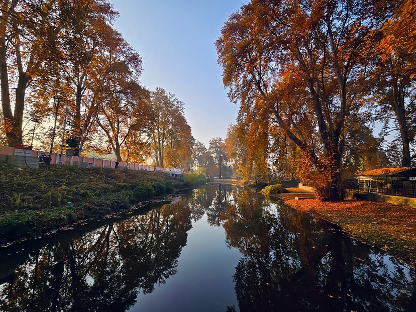 Kashmir Autumn Chinar Special