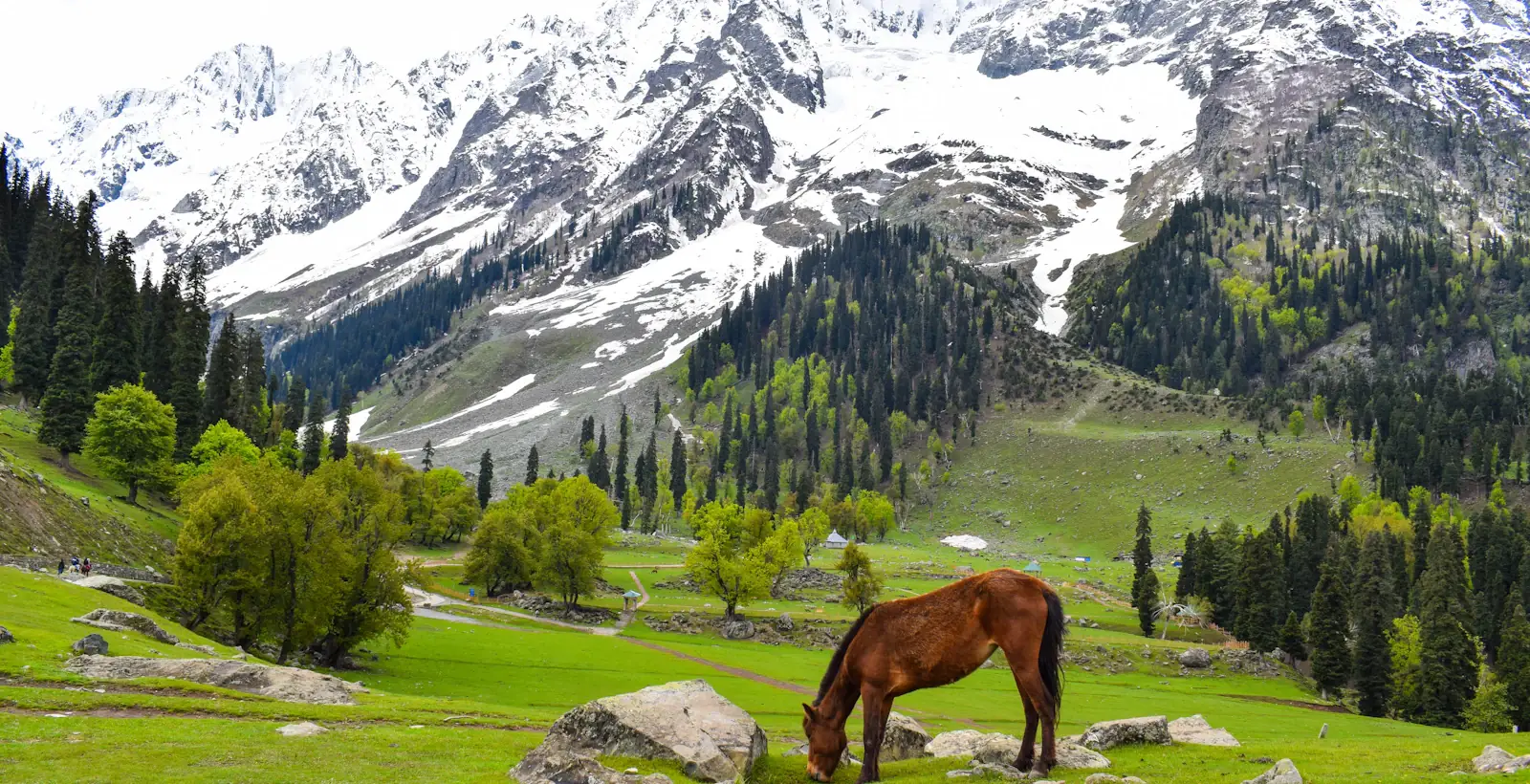 Snowy peaks above a Kashmir meadow